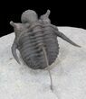 Spiny Cyphaspis Trilobite - Excellent Specimen #39783-1